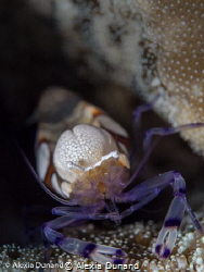 Popcorn shrimp Periclimenes brevicarpalis on adhesive ane... by Alexia Dunand 
